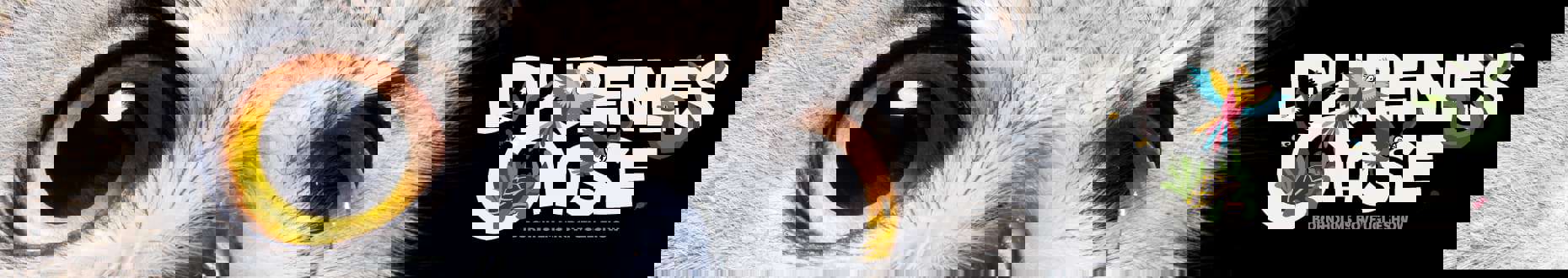 bornholmsrovfugleshow.dk